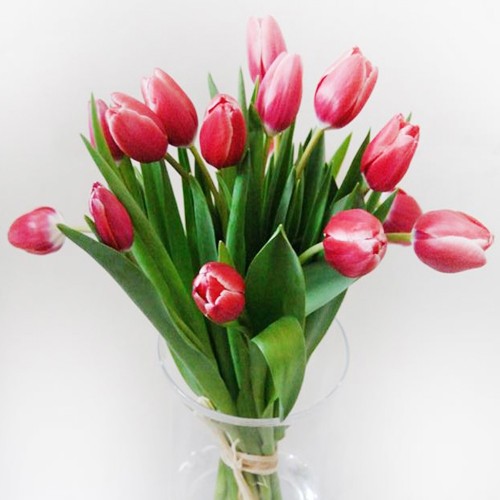 Bukiet 15 tulipanów