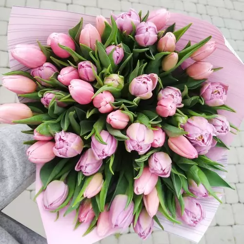Bukiet 50 tulipanów